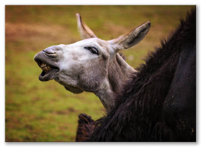 Und noch ein Test artikel